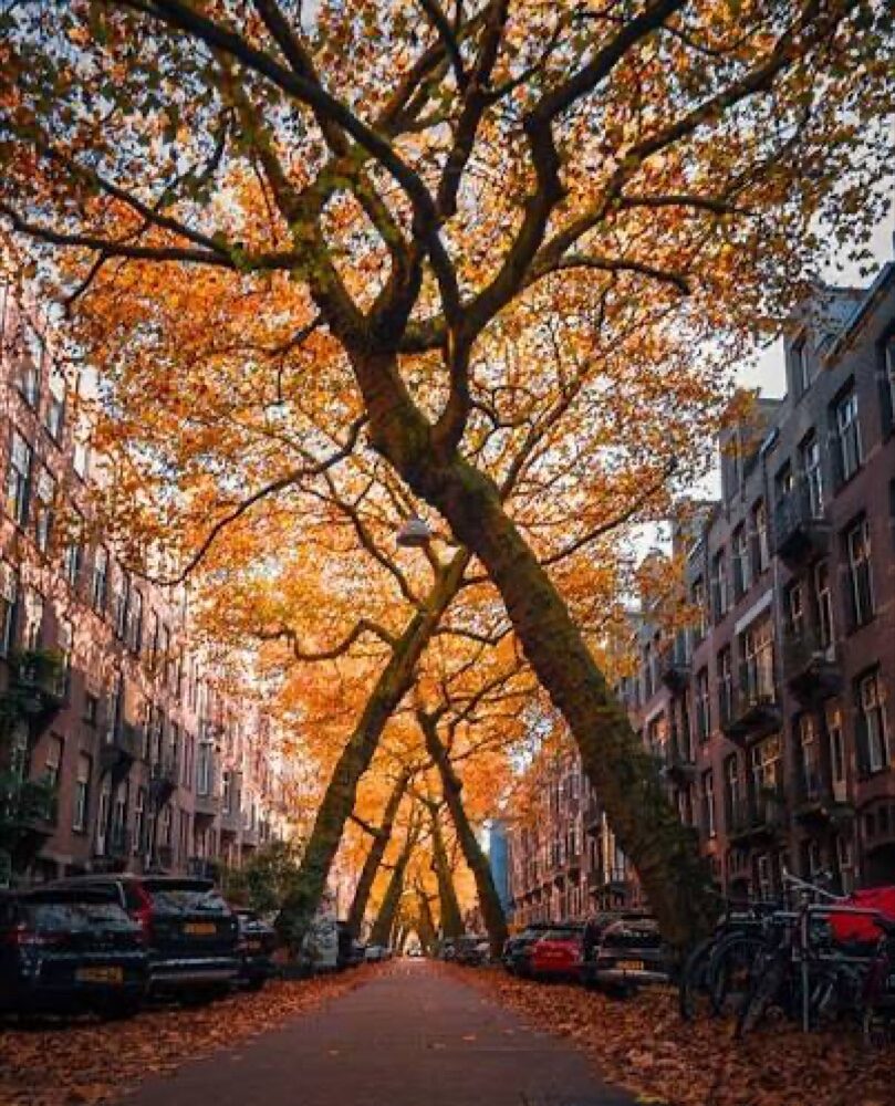 An Amsterdam street beneath an arch of orange autumn leaves