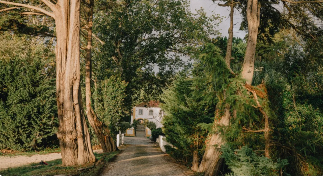 The tree-lined arrival at DOMA Portugal