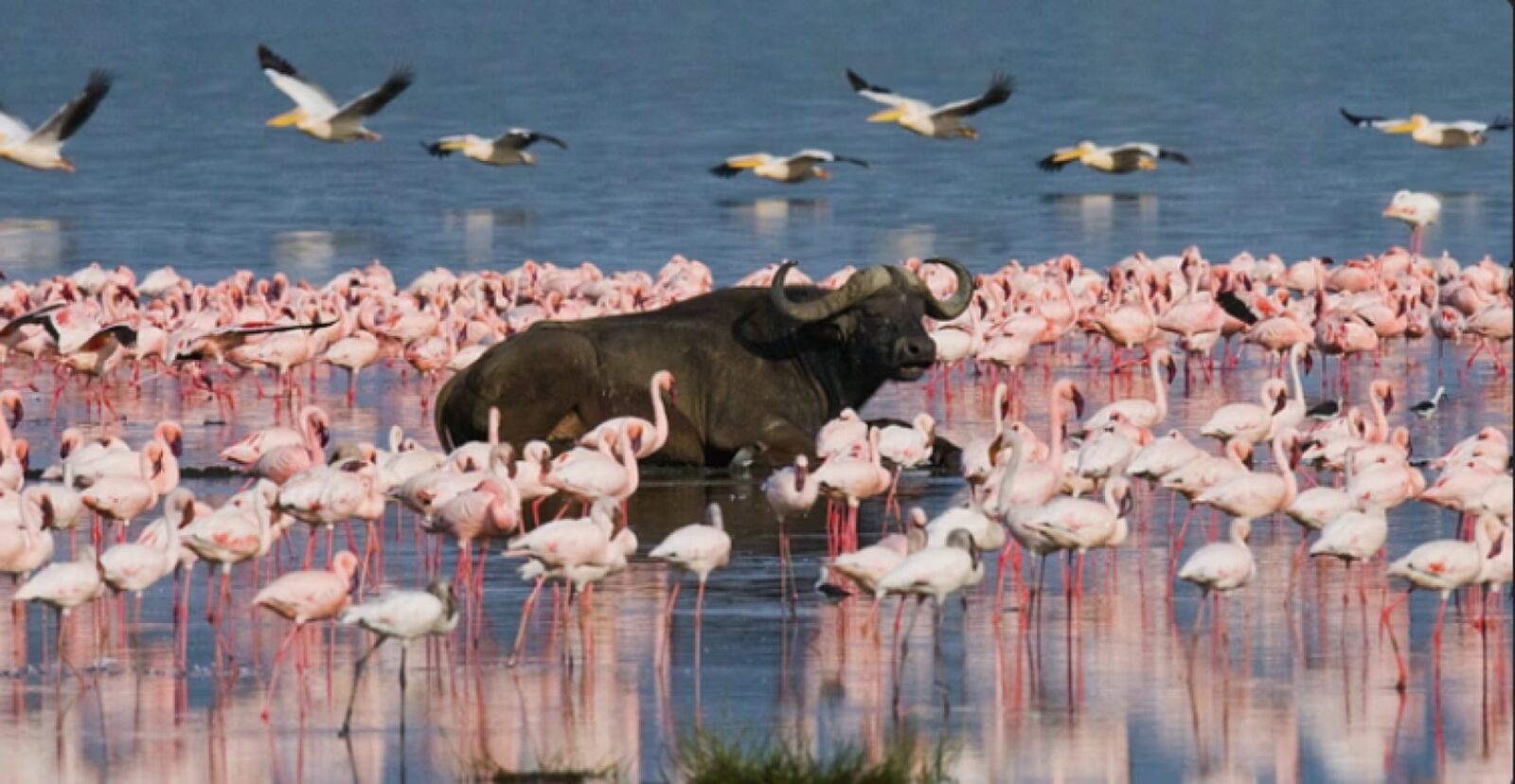 A buffalo among flocks of flamingos in Kenya