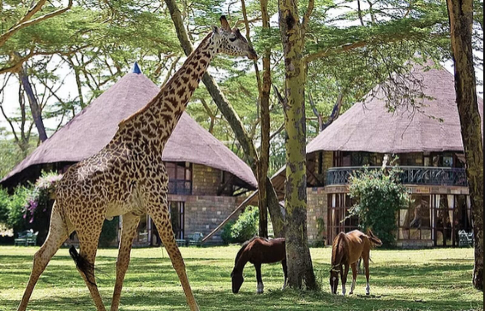 A giraffe walking through the green grounds of a Kenyan lodge
