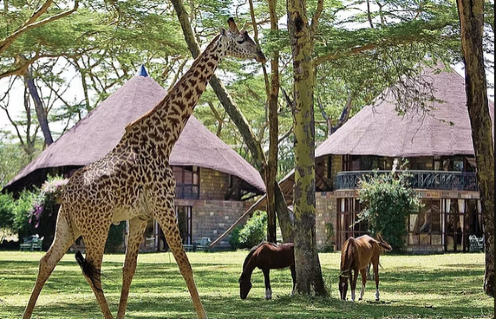 A giraffe walking through the grounds of a Kenyan lodge