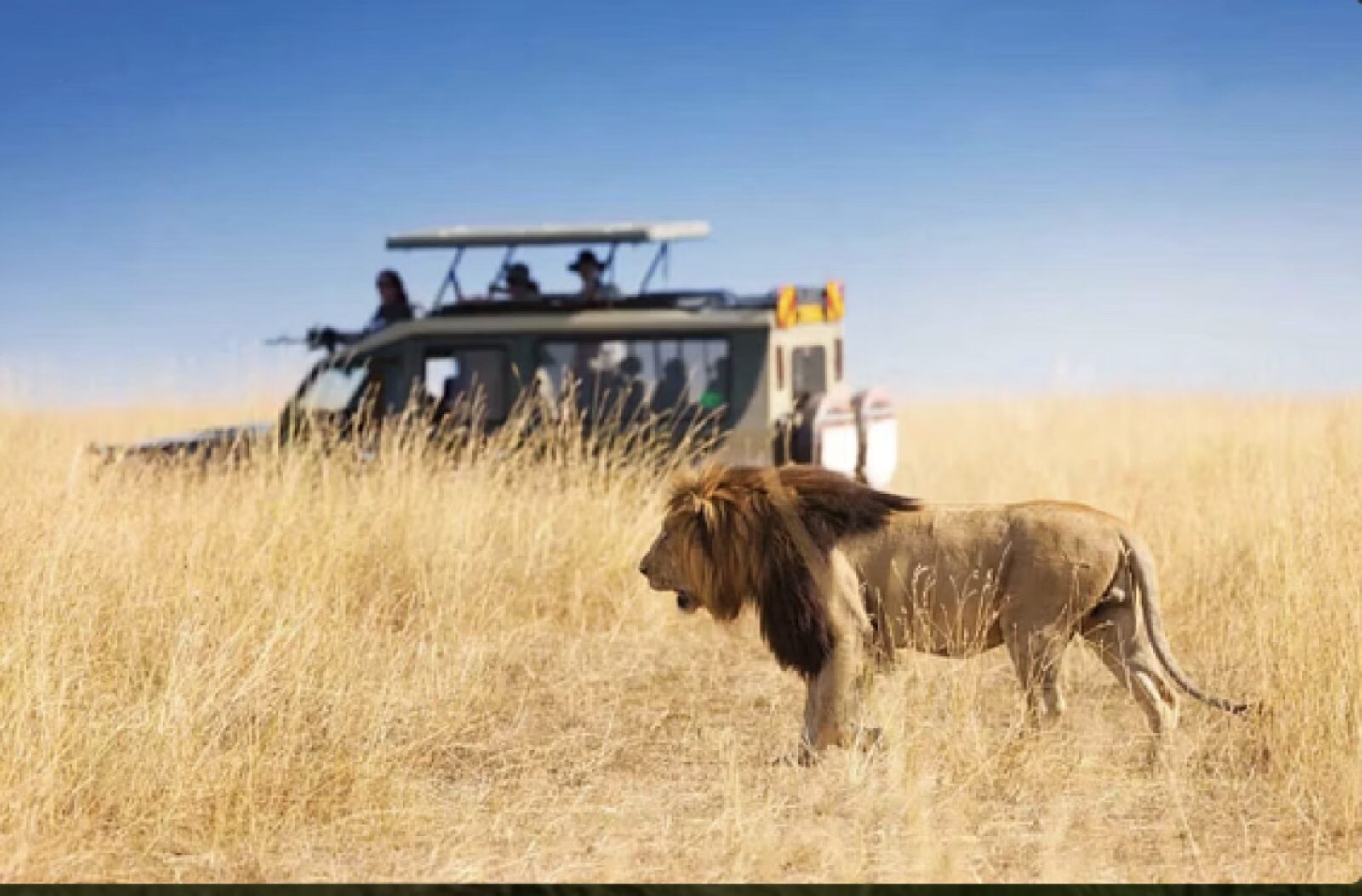A lion seen beside a private safari vehicle in the Maasai Mara