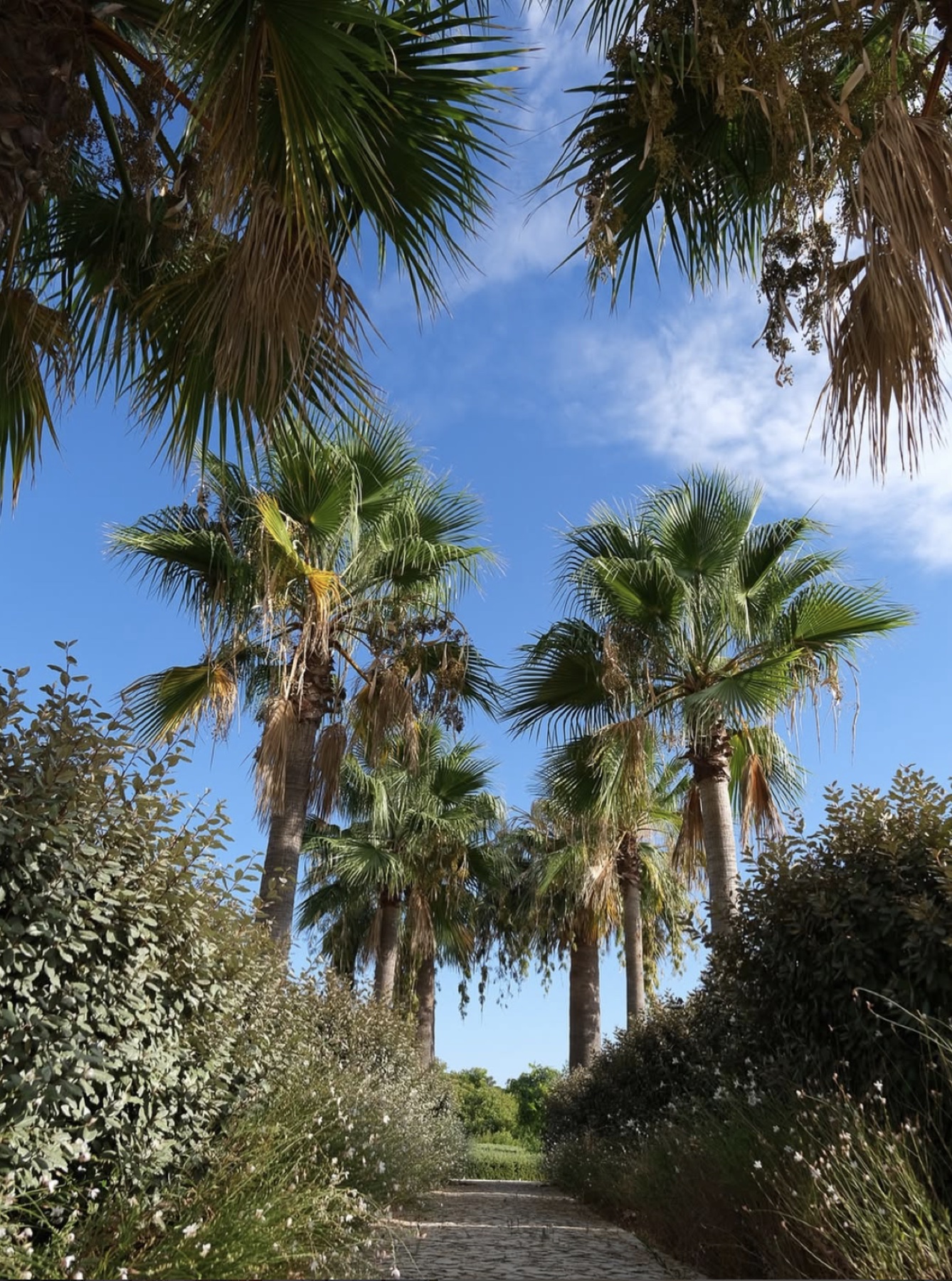 A garden path lined with palms and Mediterranean plants